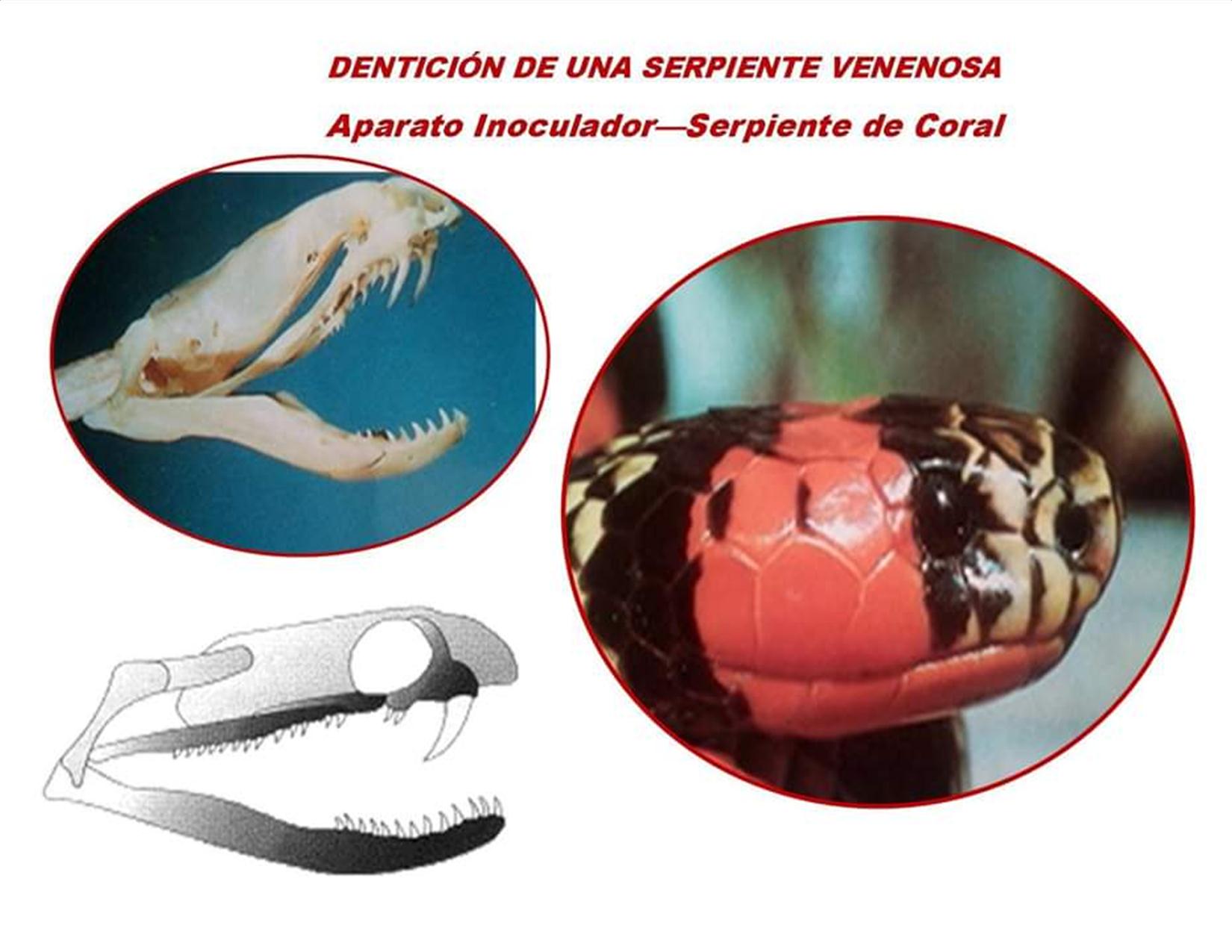 Como Saber Si Una Serpiente Es Venenosa. (Fotos + Diferencias). – Radio ...