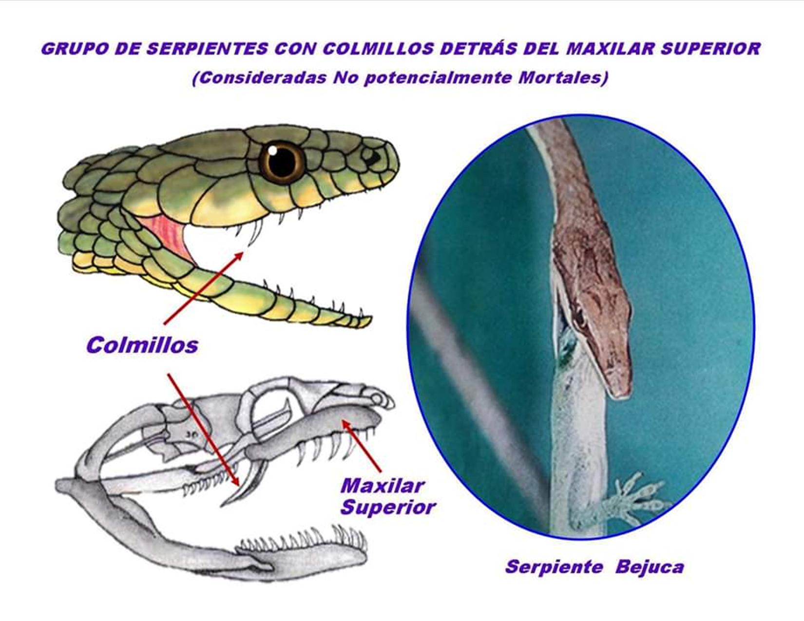 Como Saber Si Una Serpiente Es Venenosa. (Fotos + Diferencias). – Radio ...