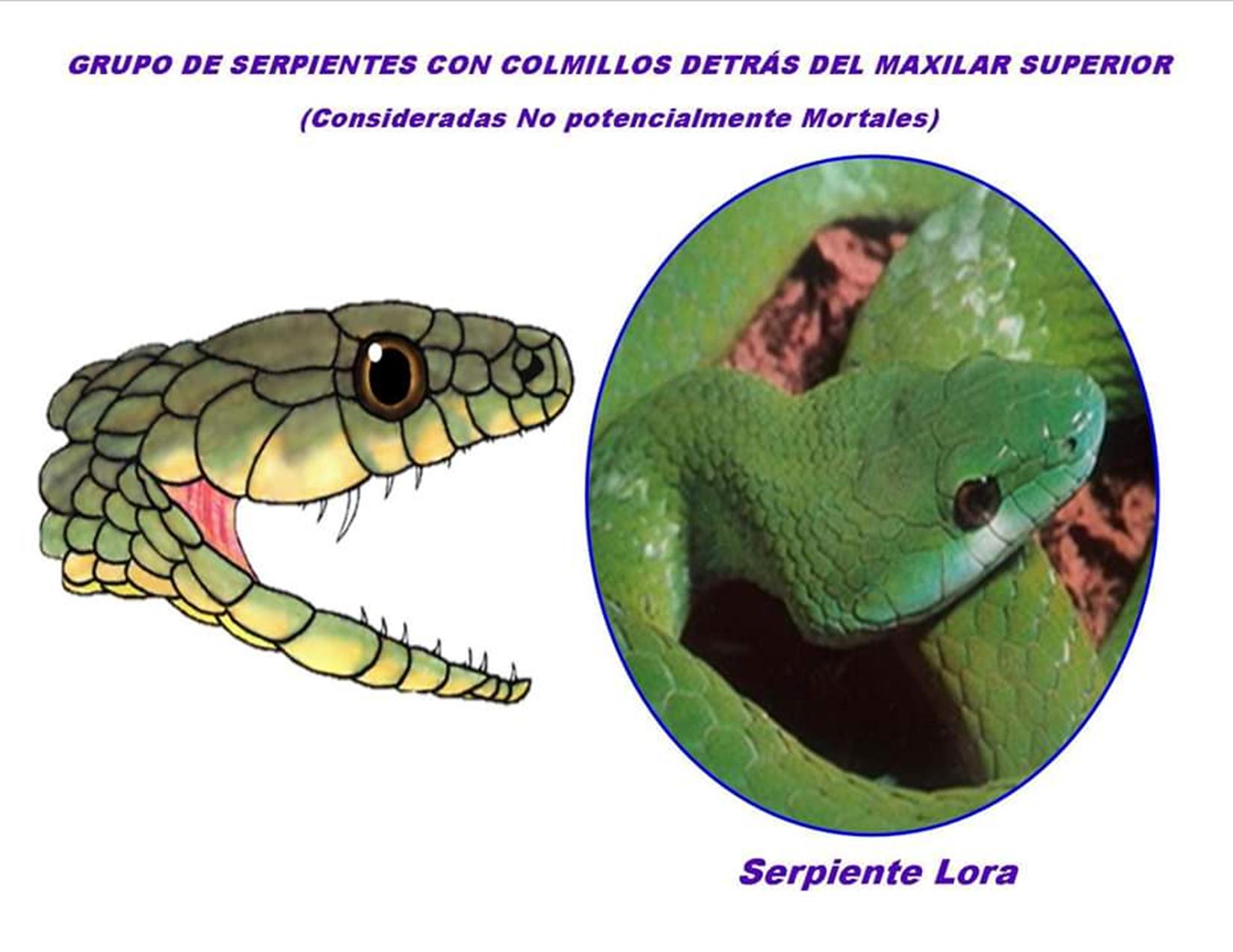 Como Saber Si Una Serpiente Es Venenosa. (Fotos + Diferencias). – Radio ...