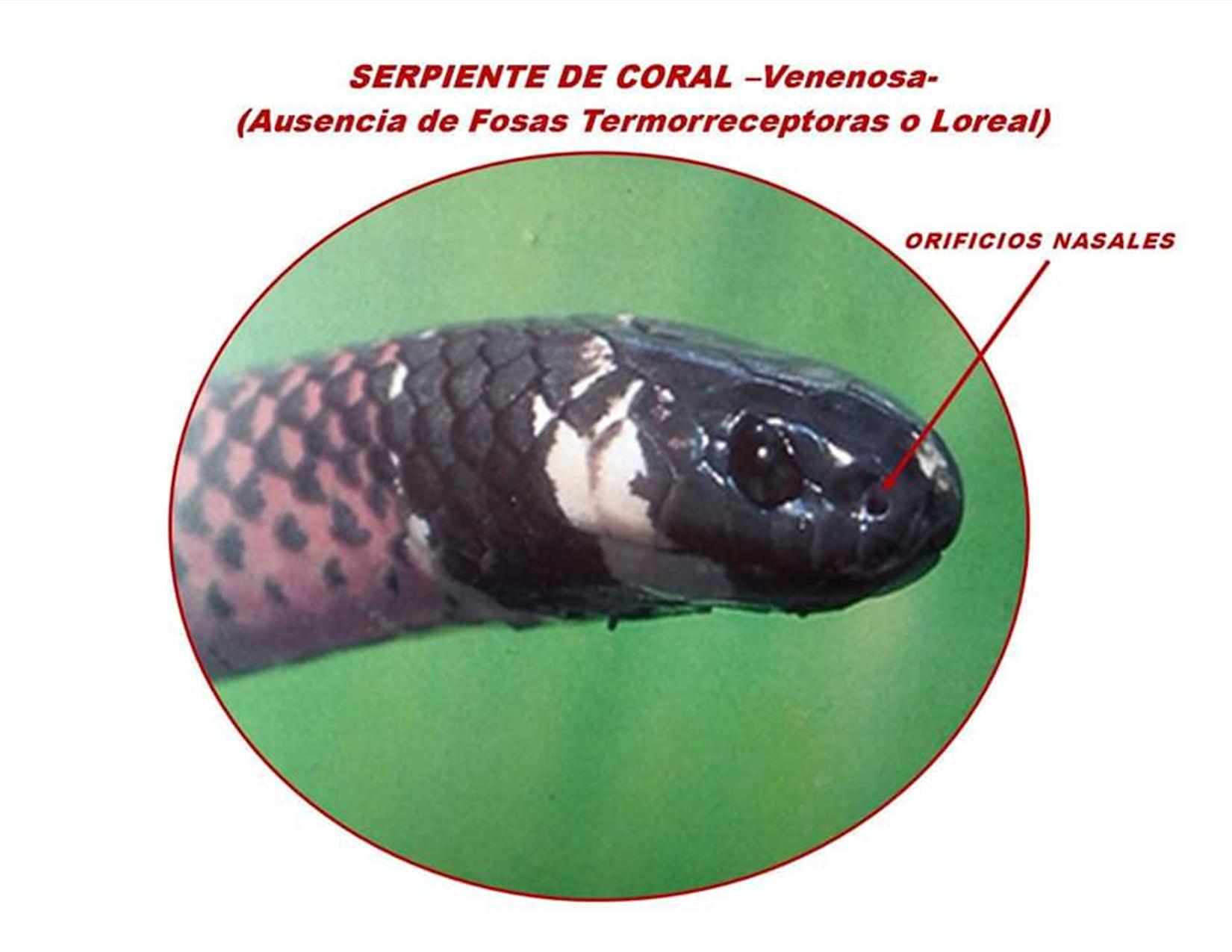 Como Saber Si Una Serpiente Es Venenosa. (Fotos + Diferencias). – Radio ...